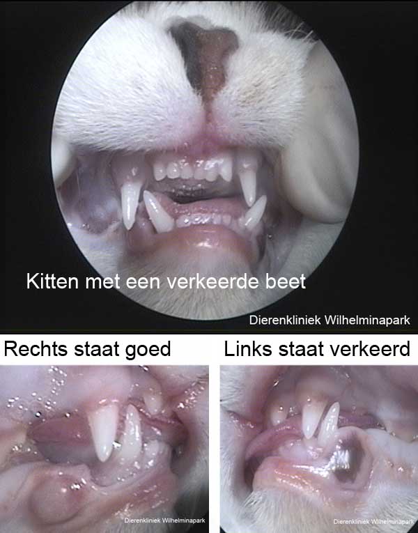 Bij dit kitten is te zien dat de melkhoektanden aan de linkerkant verkeerd geplaatst zijn.